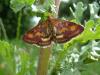 Pyrausta purpuralis